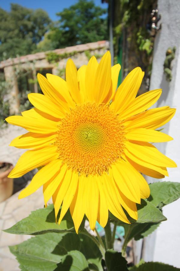 Le Jardin Du Somail Holiday home *