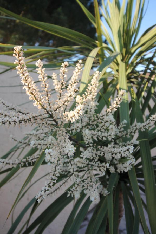 Le Jardin Du Somail *